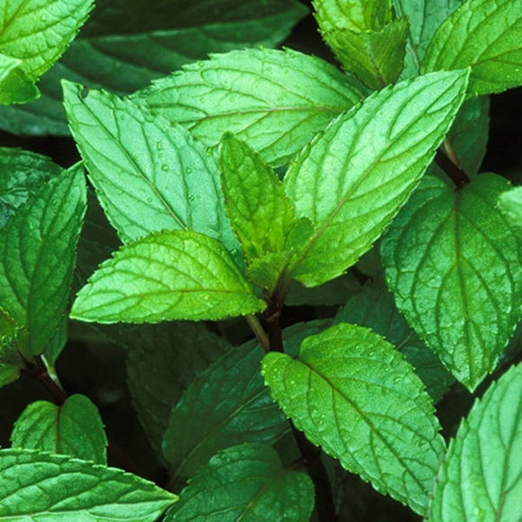 Homemade Peppermint Hand Soap - Picture 6 of 11